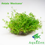 Rotala Mexicana (Rotala sp. 'Mexicana') Tissue Culture