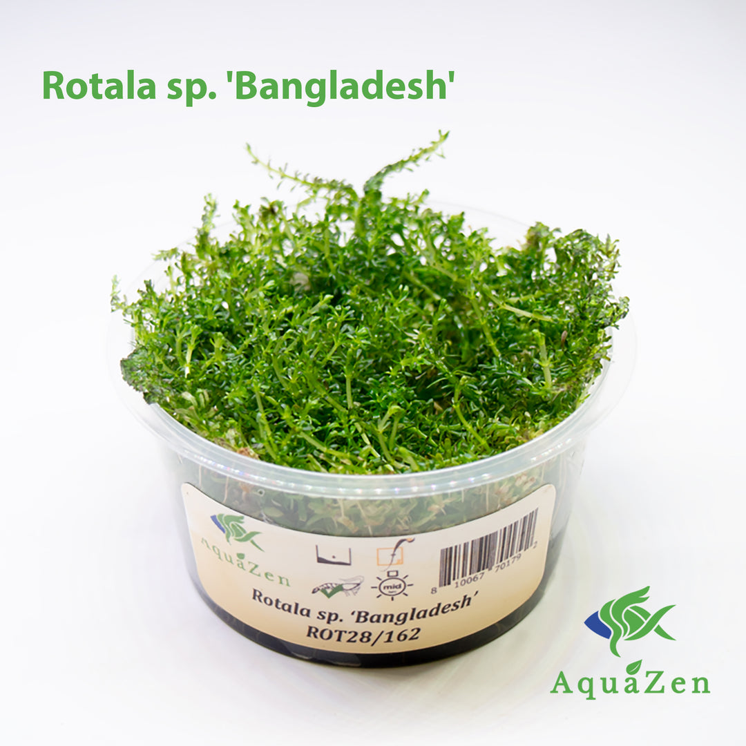 Bangladesh Rotala (Rotala sp. 'Bangladesh') Tissue Culture