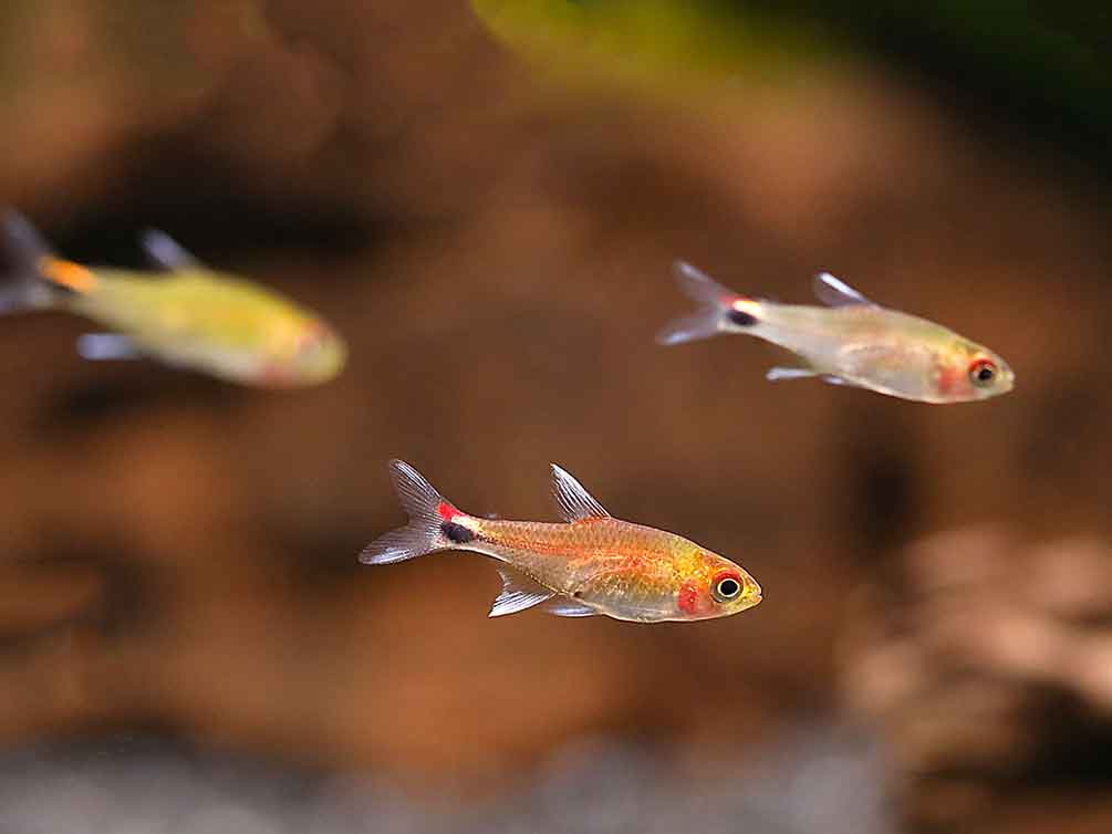 Ruby Tetra (Axelrodia riesei)