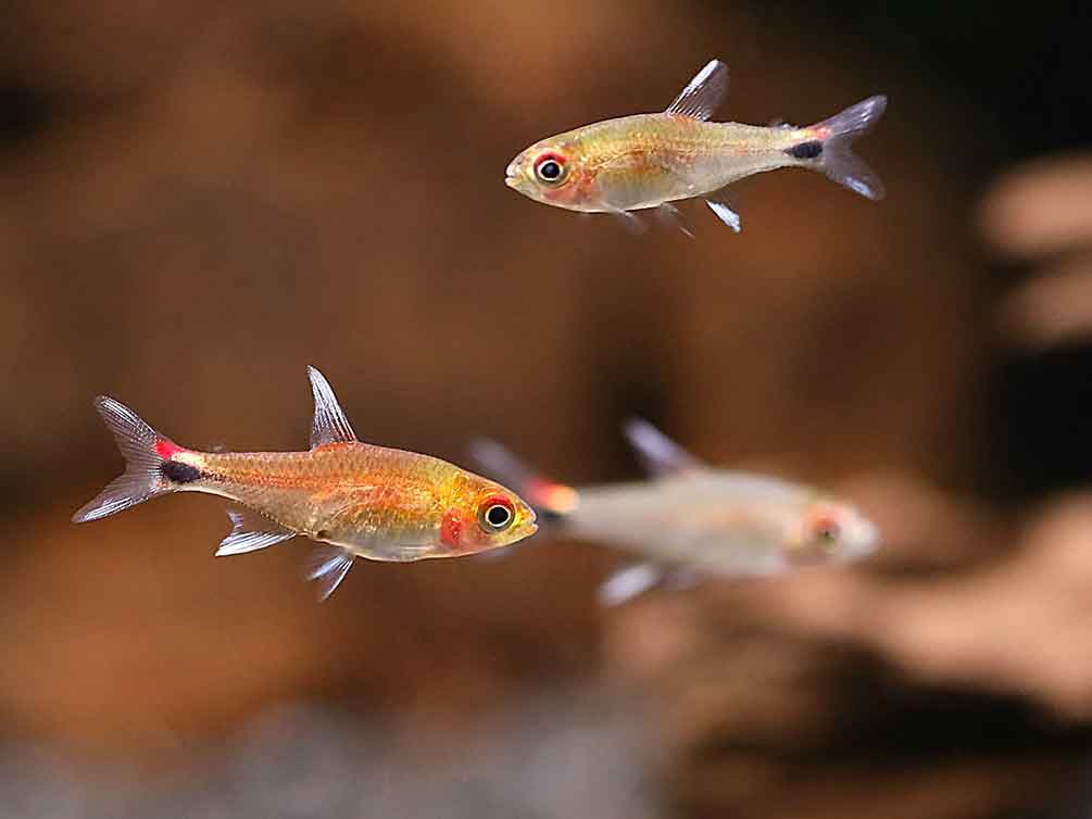 Ruby Tetra (Axelrodia riesei)