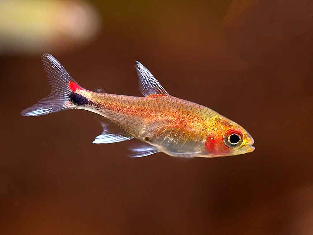 Ruby Tetra (Axelrodia riesei)