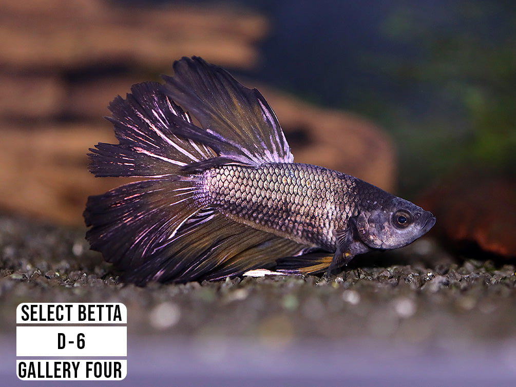 Premium Select Betta Fish (Betta splendens) - WYSIWYG Gallery Four