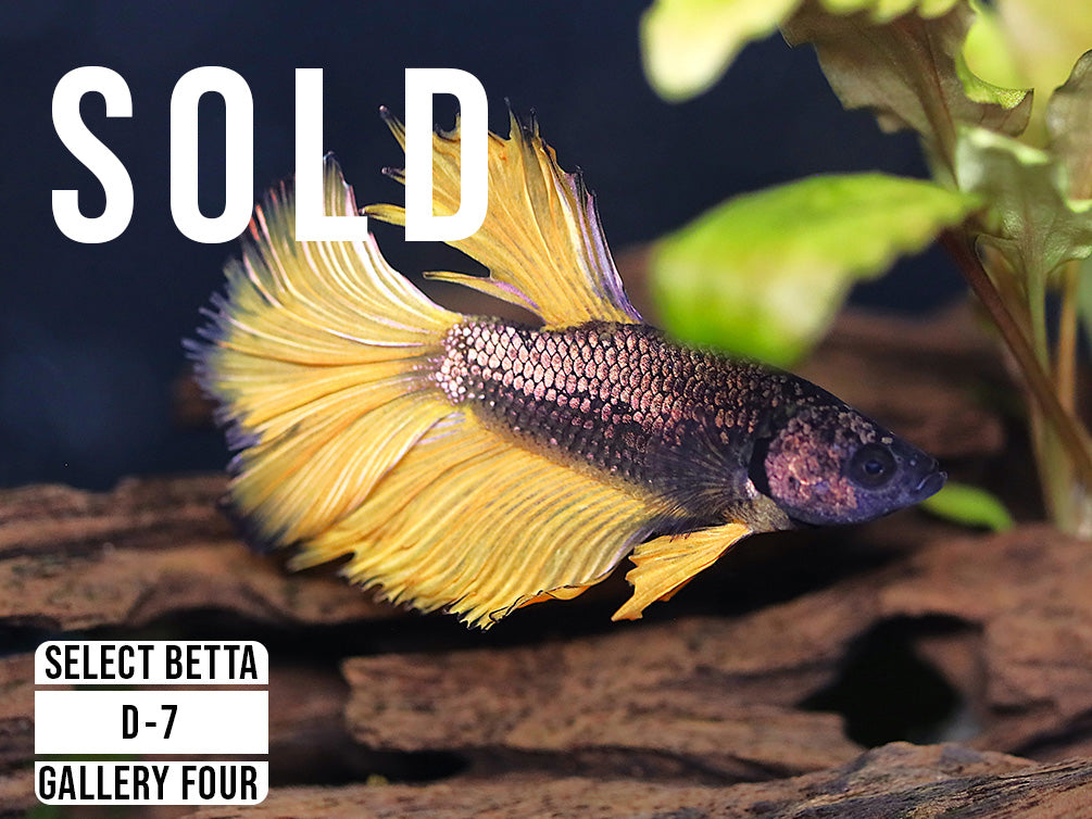 Premium Select Betta Fish (Betta splendens) - WYSIWYG Gallery Four