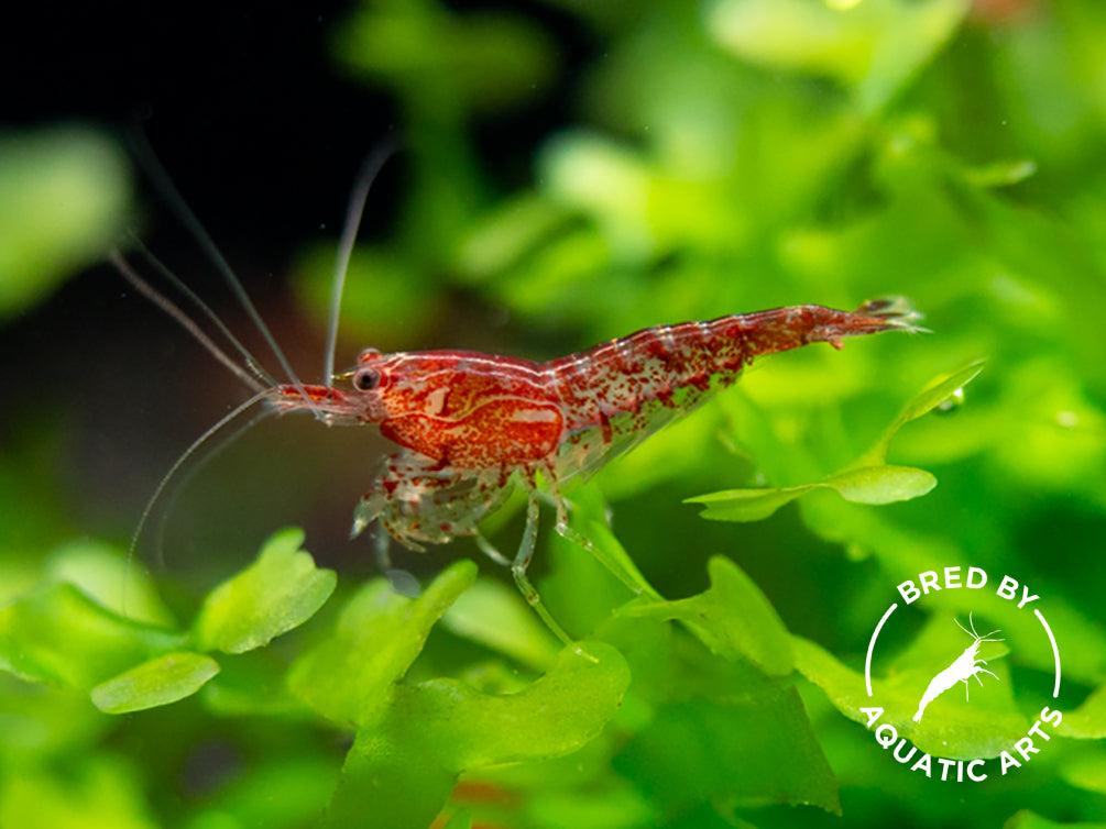Sakura Red Cherry Shrimp (Neocaridina davidi), Bredby: Aquatic Arts