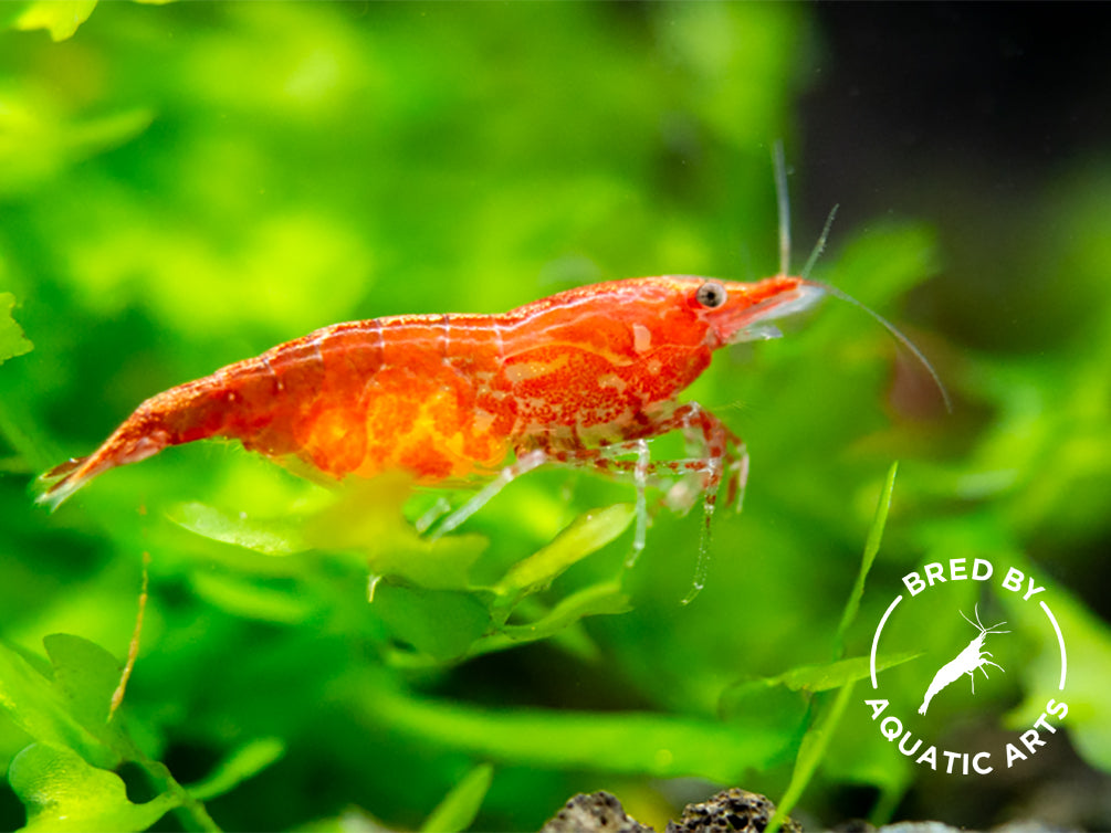 Sakura Red Cherry Shrimp (Neocaridina davidi), Bredby: Aquatic Arts