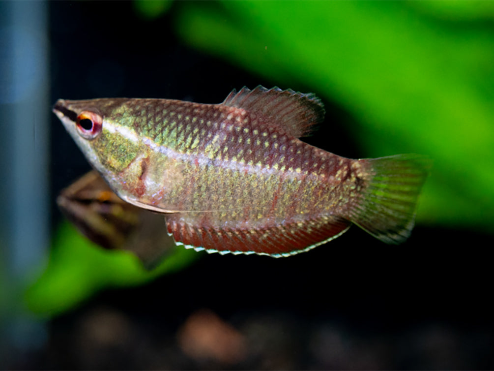 Samurai Gourami aka "Vaillant's Chocolate Gourami" (Sphaerichthys vaillanti) - Tank Bred