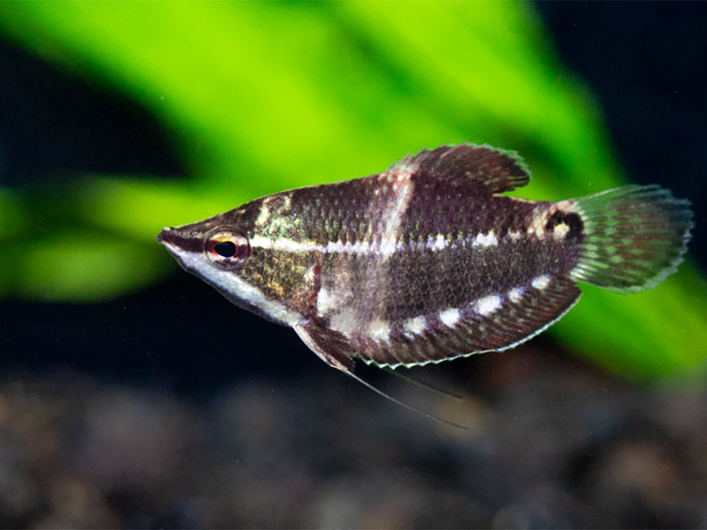 Samurai Gourami aka "Vaillant's Chocolate Gourami" (Sphaerichthys vaillanti) - Tank Bred