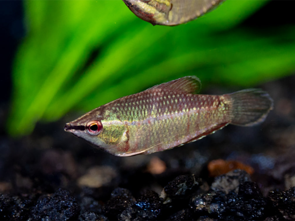 Samurai Gourami aka "Vaillant's Chocolate Gourami" (Sphaerichthys vaillanti) - Tank Bred