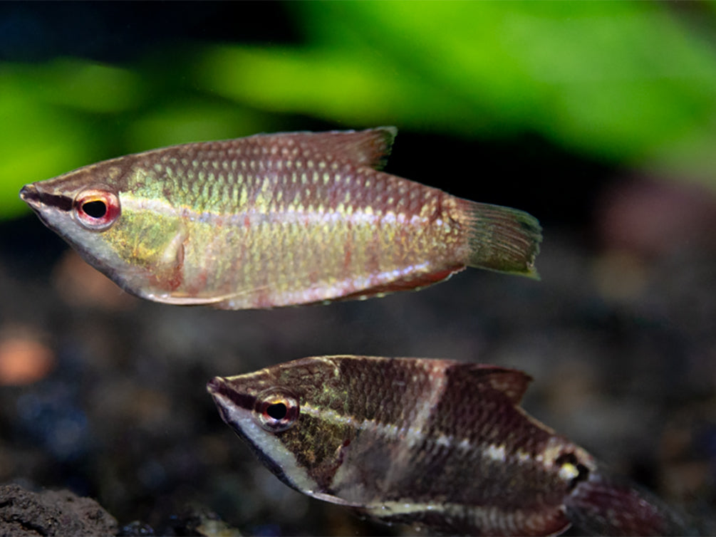 Samurai Gourami aka "Vaillant's Chocolate Gourami" (Sphaerichthys vaillanti) - Tank Bred