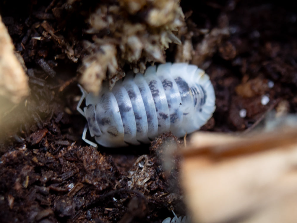 Shiro Utsuri Isopods "Samurai Soldier" formally 'Cubaris' (Nesodillo archangeli) - Bredby: Aquatic Arts