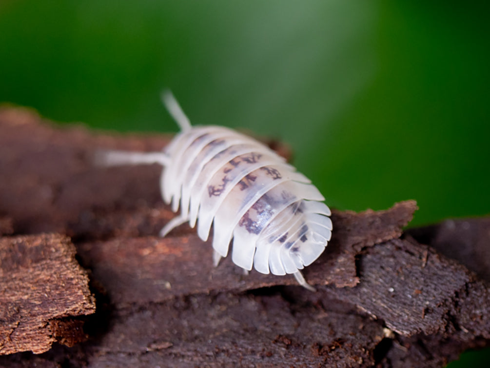 Shiro Utsuri Isopods "Samurai Soldier" formally 'Cubaris' (Nesodillo archangeli) - Bredby: Aquatic Arts