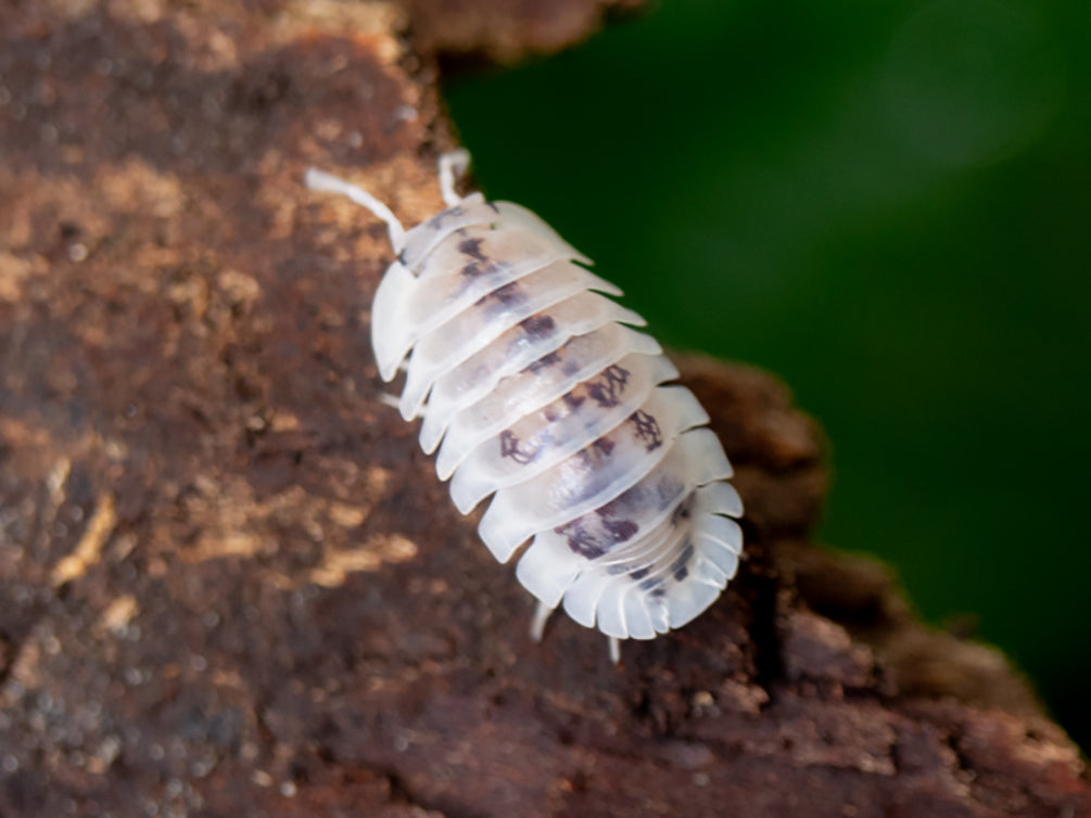 Shiro Utsuri Isopods "Samurai Soldier" formally 'Cubaris' (Nesodillo archangeli) - Bredby: Aquatic Arts