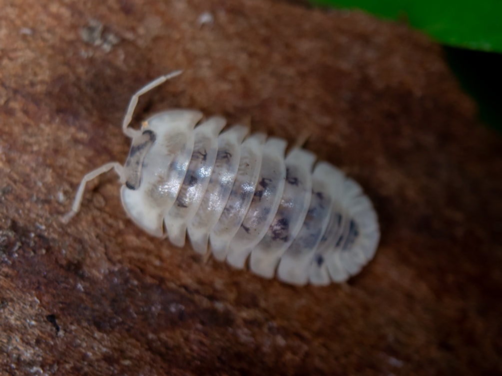 Shiro Utsuri Isopods "Samurai Soldier" formally 'Cubaris' (Nesodillo archangeli) - Bredby: Aquatic Arts