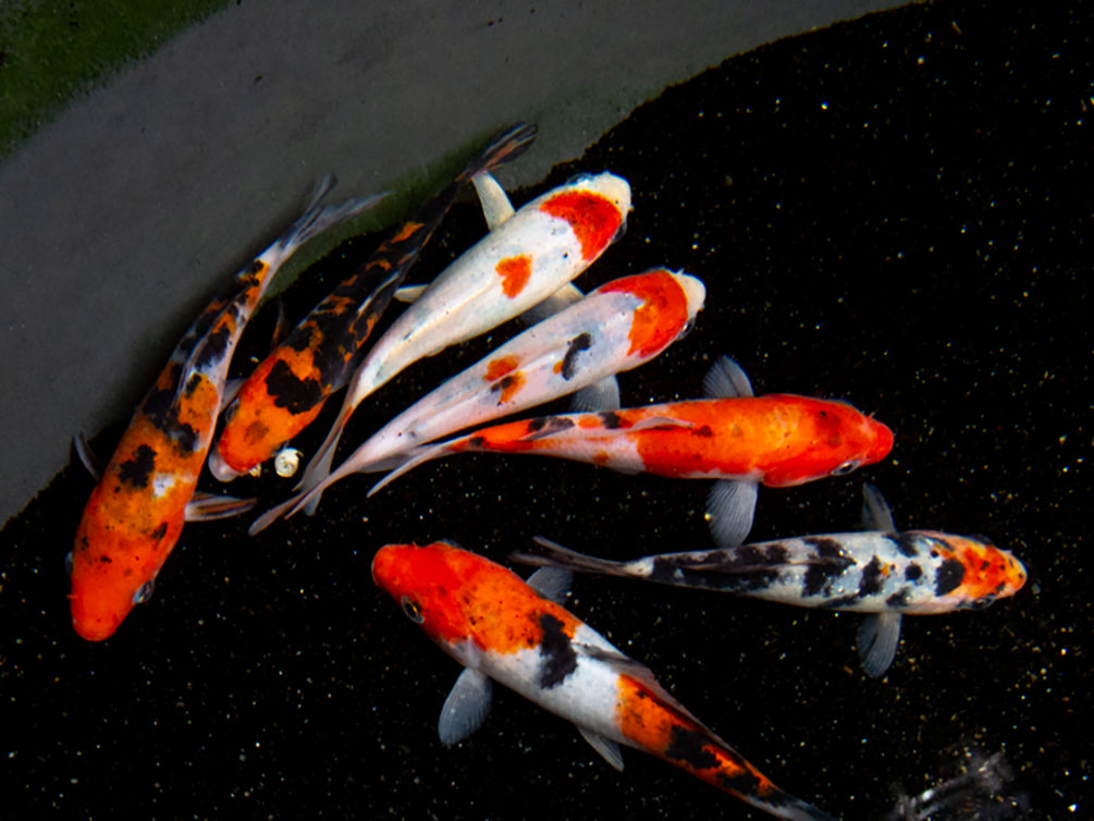 Taisho Sanke Koi (Cyprinus rubrofuscus "Sanke") - Tank Bred