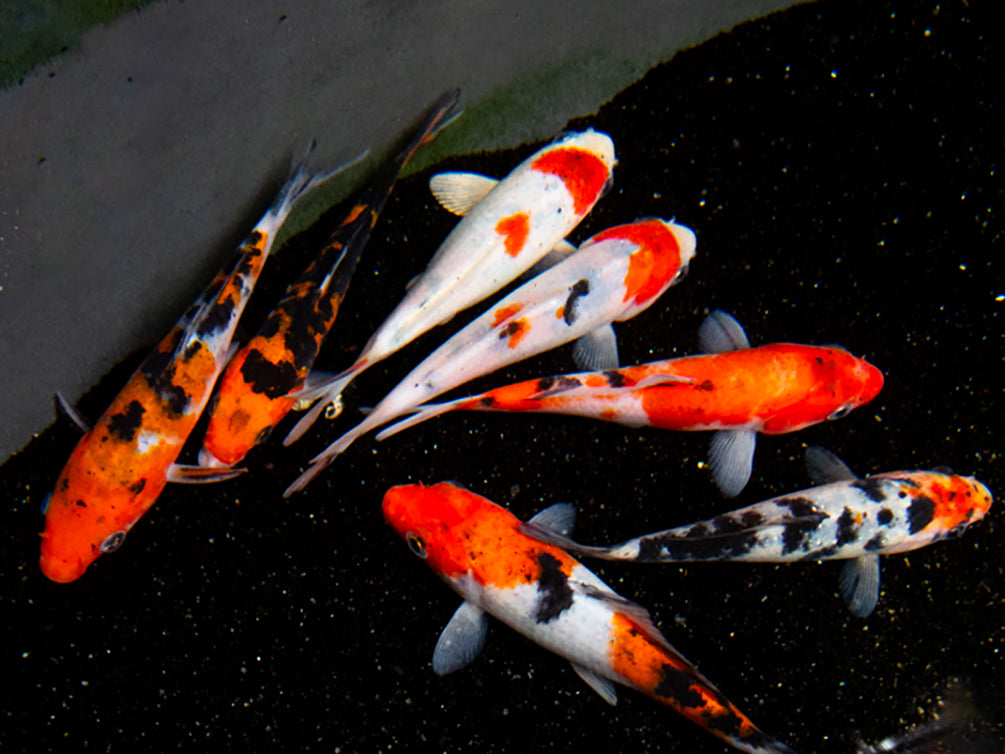 Taisho Sanke Koi (Cyprinus rubrofuscus "Sanke") - Tank Bred