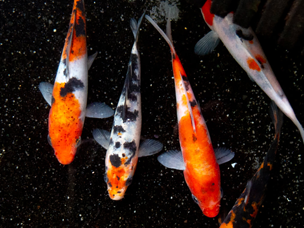 Taisho Sanke Koi (Cyprinus rubrofuscus "Sanke") - Tank Bred