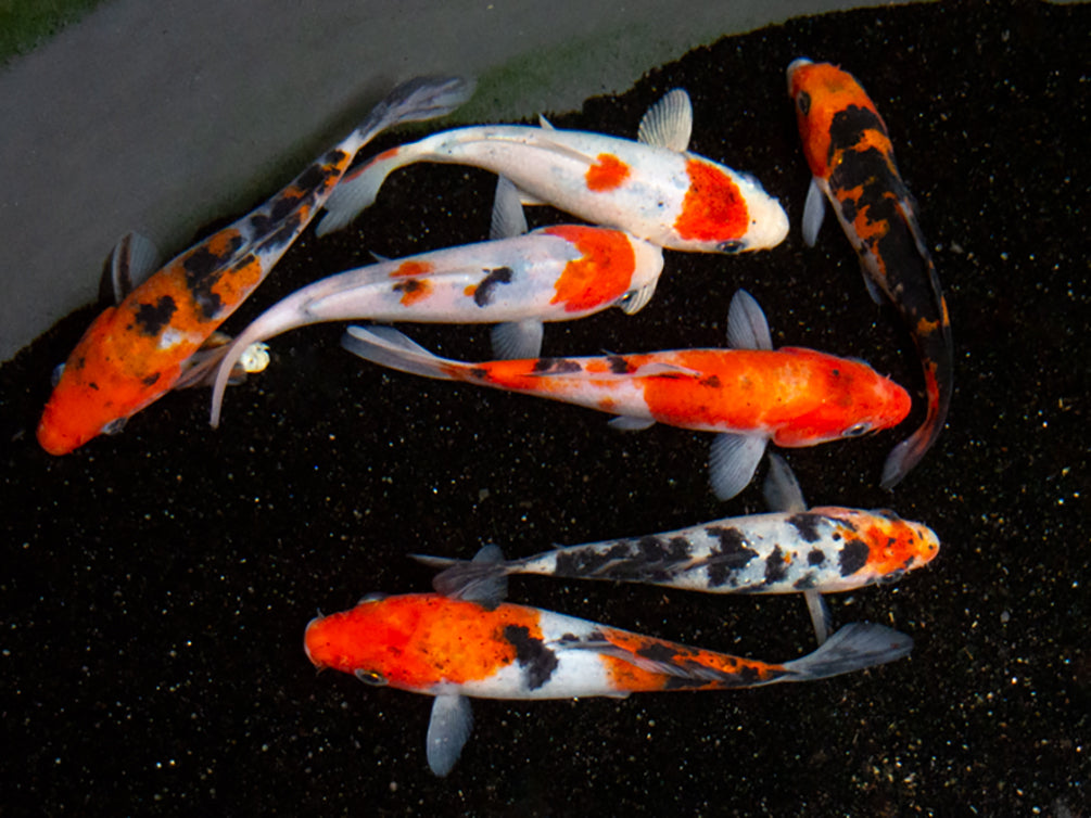 Taisho Sanke Koi (Cyprinus rubrofuscus "Sanke") - Tank Bred