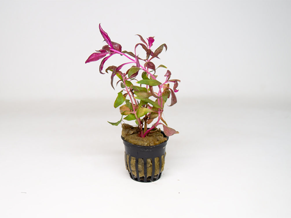 Scarlet Temple (Alternanthera reineckii)