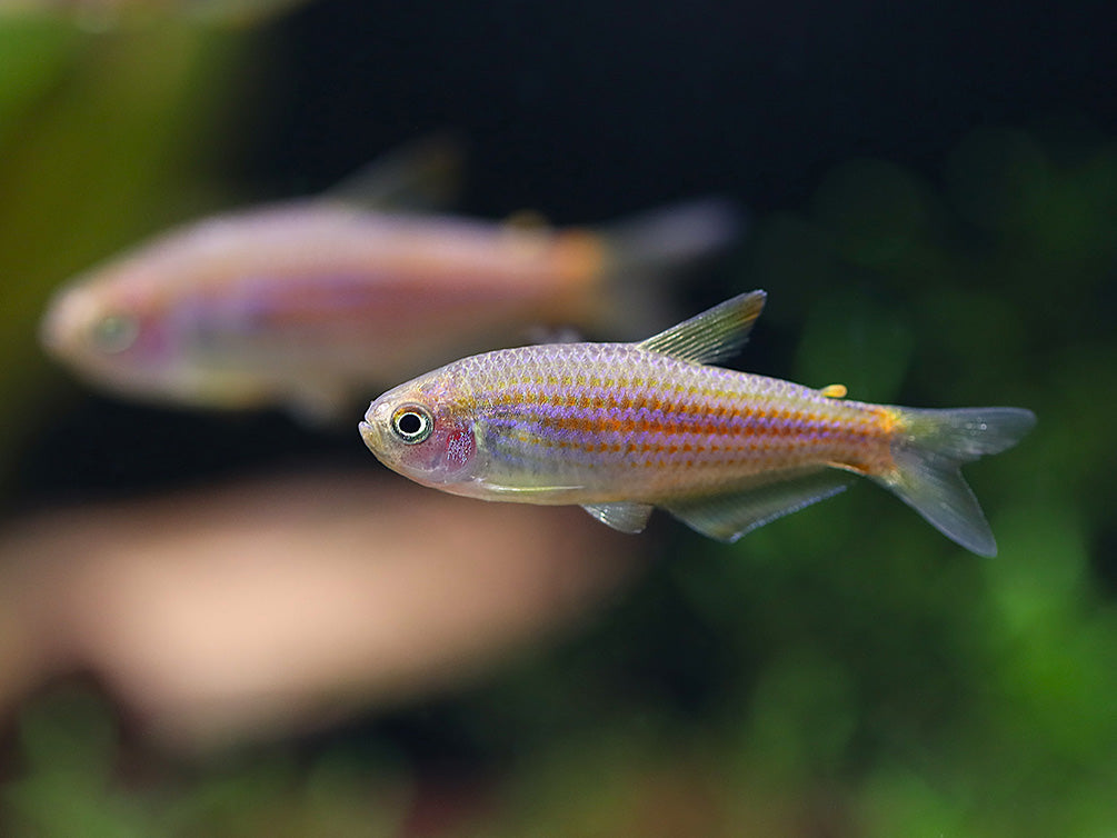Scratched Inpa Tetra (Inpaichthys parauapiranga) – Tank Bred