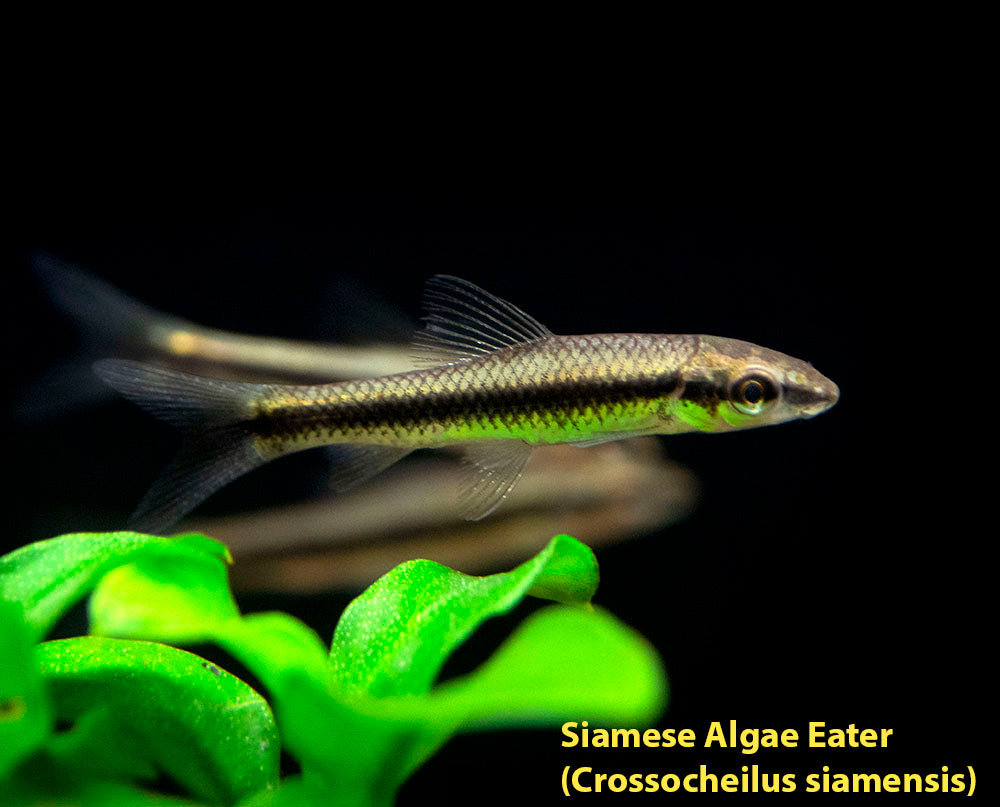 The Algae Clean Up Crew: Includes Fish, Snails, and Shrimp!