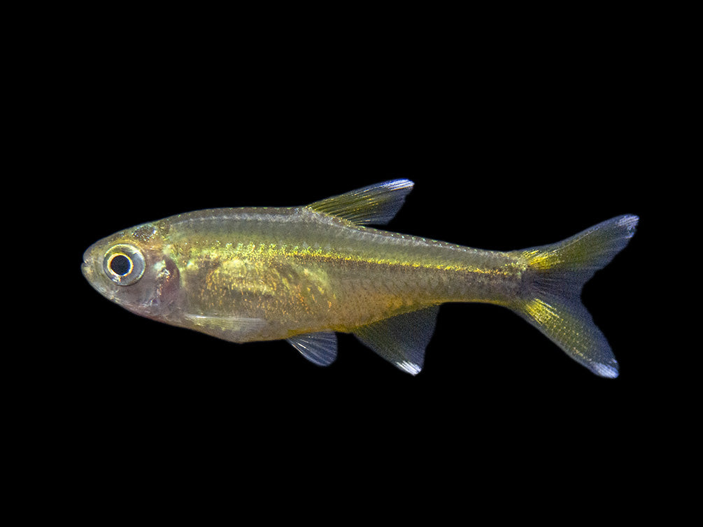 Silvertip Tetra (Hasemania nana) - Locally Bred