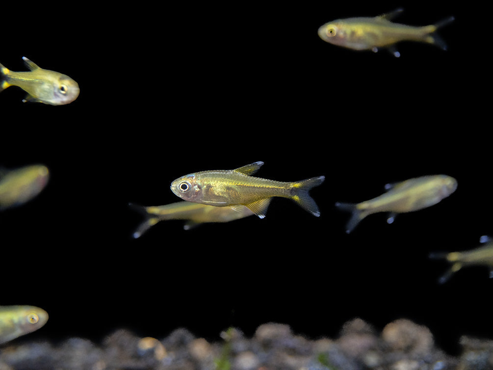 Silvertip Tetra (Hasemania nana) - Locally Bred