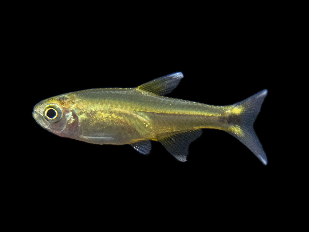 Silvertip Tetra (Hasemania nana) - Locally Bred