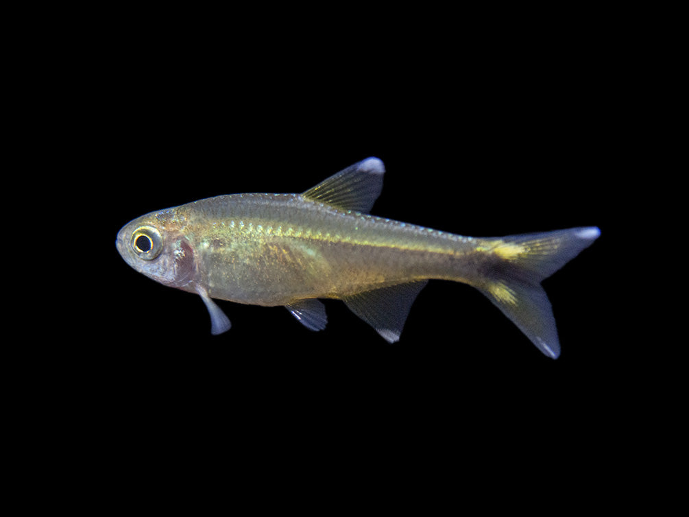 Silvertip Tetra (Hasemania nana) - Locally Bred