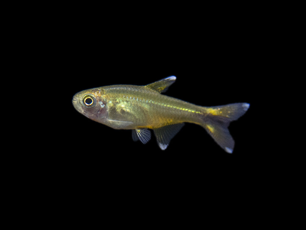 Silvertip Tetra (Hasemania nana) - Locally Bred