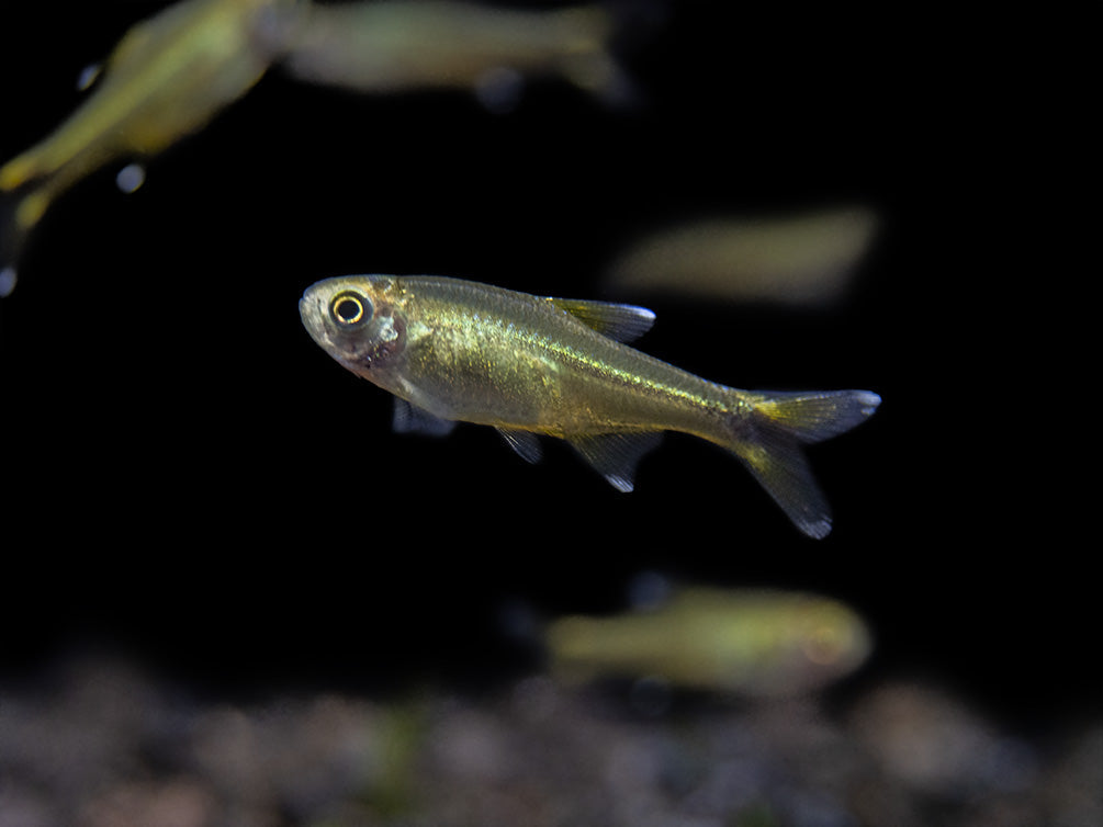 Silvertip Tetra (Hasemania nana) - Locally Bred