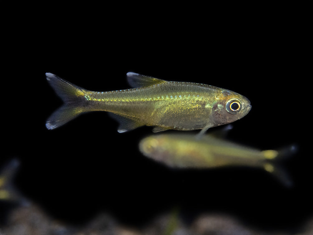 Silvertip Tetra (Hasemania nana) - Locally Bred