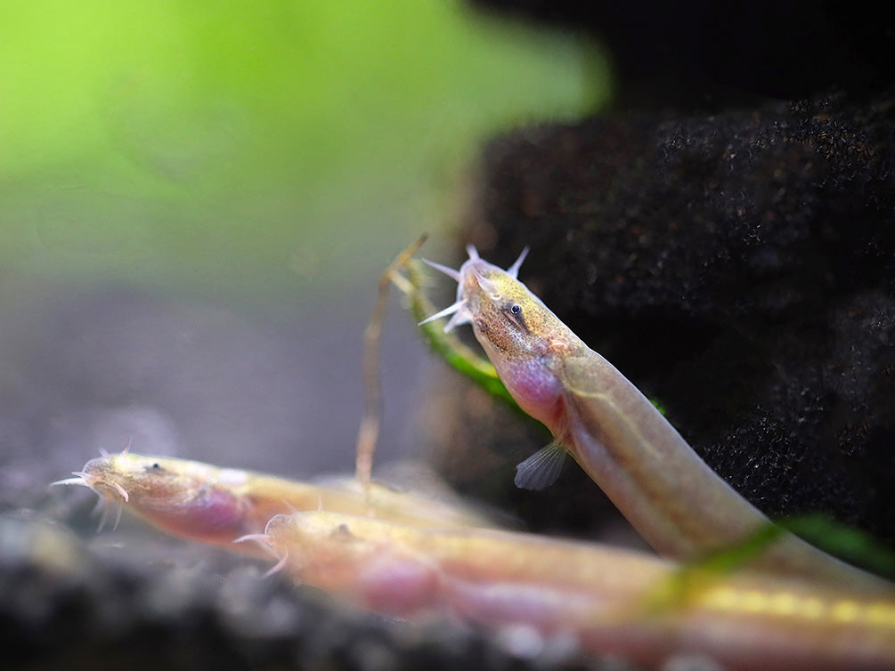 Silver Kuhli Loach (Pangio anguillaris)