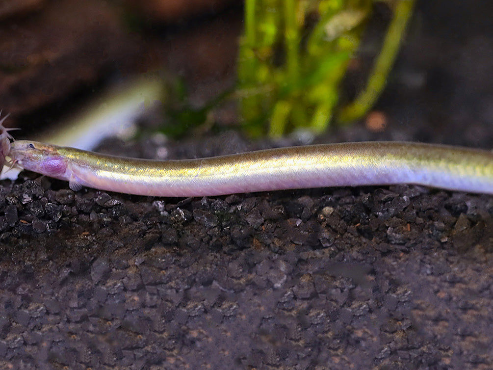 Silver Kuhli Loach (Pangio anguillaris)