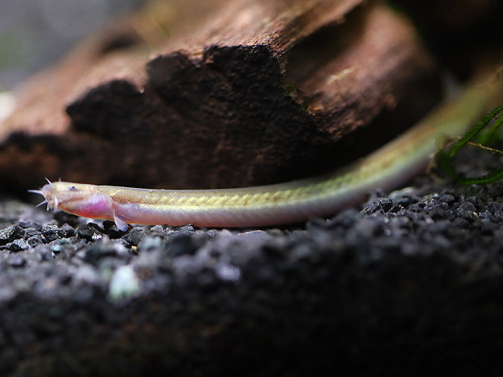 Silver Kuhli Loach (Pangio anguillaris)