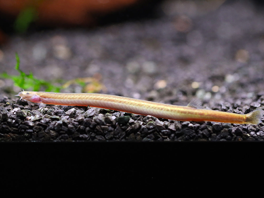 Silver Kuhli Loach - School of 3