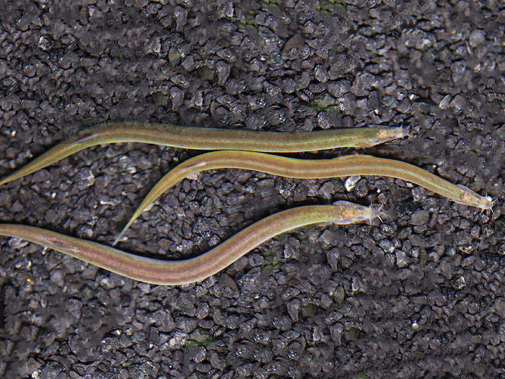 Silver Kuhli Loach (Pangio anguillaris)