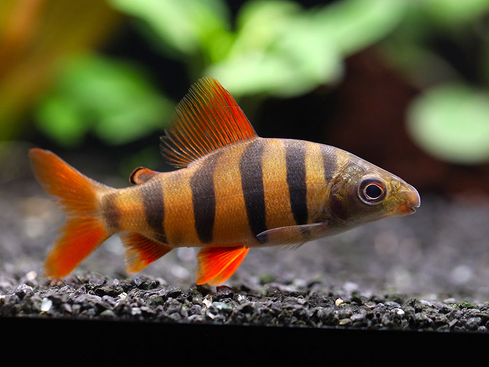 Six-Barred Distichodus (Distichodus sexfasciatus)