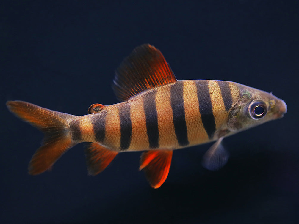 Six-Barred Distichodus (Distichodus sexfasciatus)