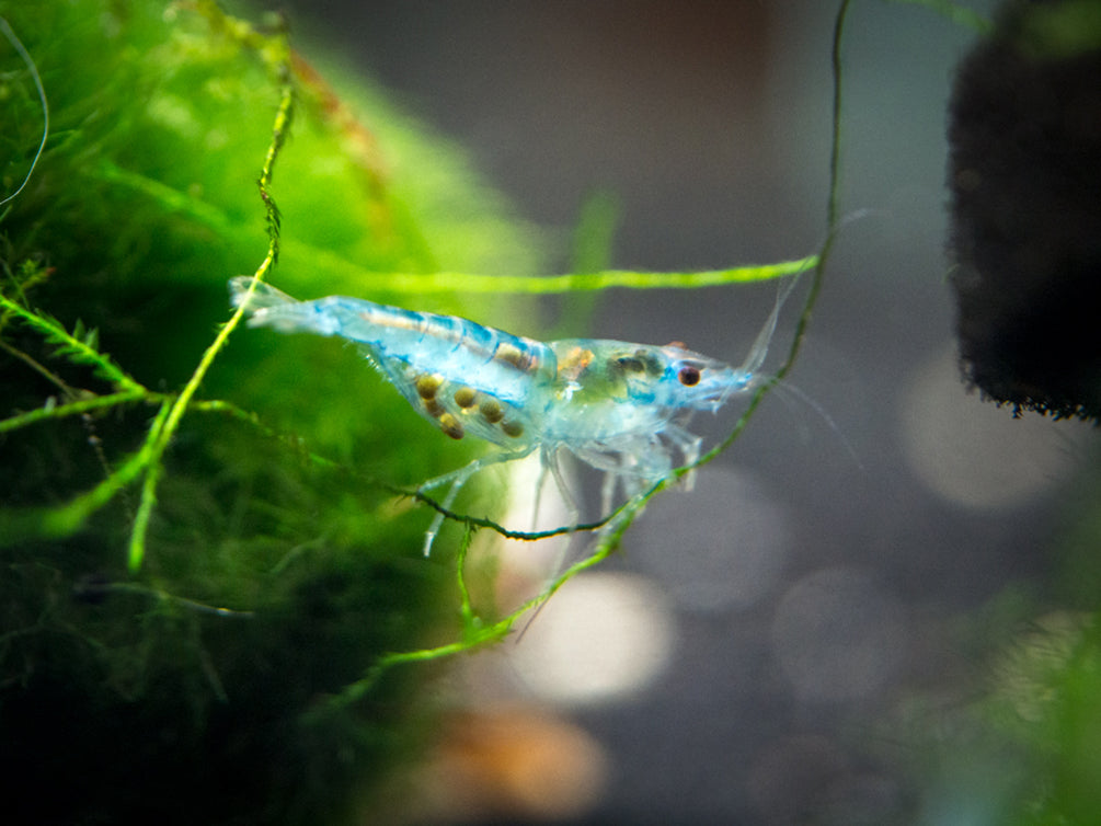 Sky Blue Velvet Shrimp (Neocaridina davidi), Tank-Bred!