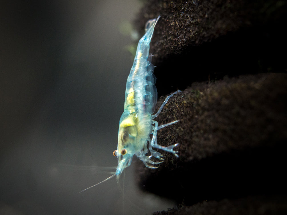 Sky Blue Velvet Shrimp (Neocaridina davidi), Tank-Bred!