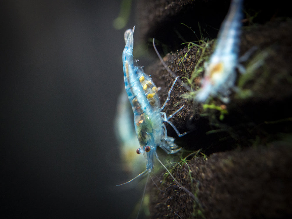 Sky Blue Velvet Shrimp (Neocaridina davidi), Tank-Bred!