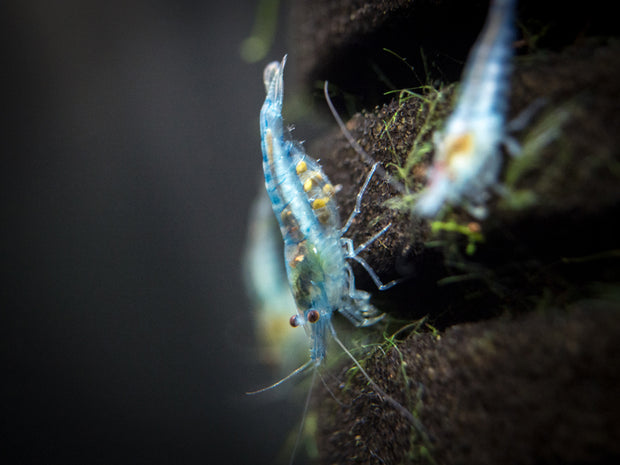Sky Blue Velvet Shrimp (Neocaridina davidi), Tank-Bred!