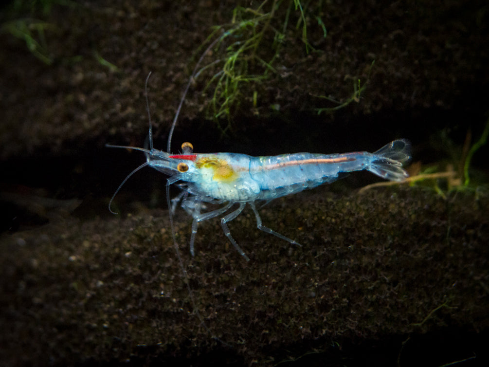 Sky Blue Velvet Shrimp (Neocaridina davidi), Tank-Bred!