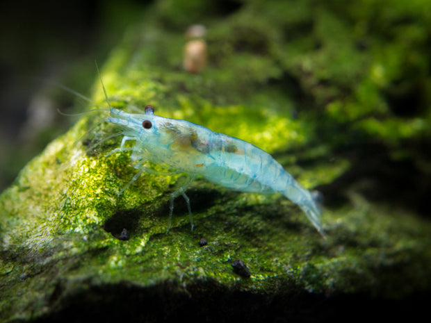 Sky Blue Velvet Shrimp (Neocaridina davidi), Tank-Bred!