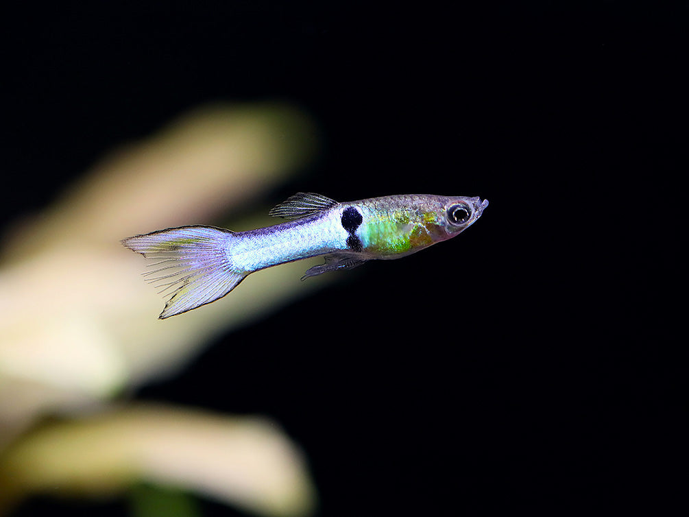 Sky Blue Endler’s Livebearer (Poecilia wingei var. “Sky Blue”), Tank-Bred