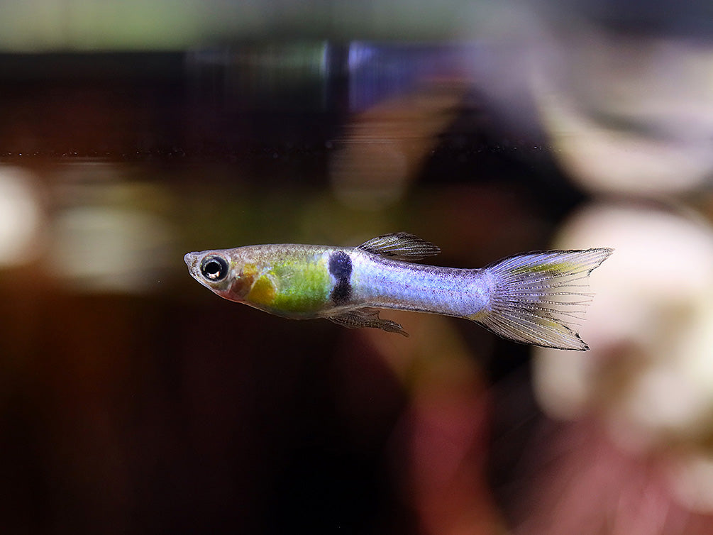 Sky Blue Endler’s Livebearer (Poecilia wingei var. “Sky Blue”), Tank-Bred