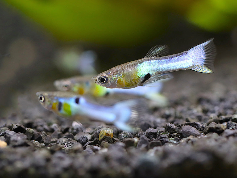 Sky Blue Endler’s Livebearer (Poecilia wingei var. “Sky Blue”), Tank-Bred