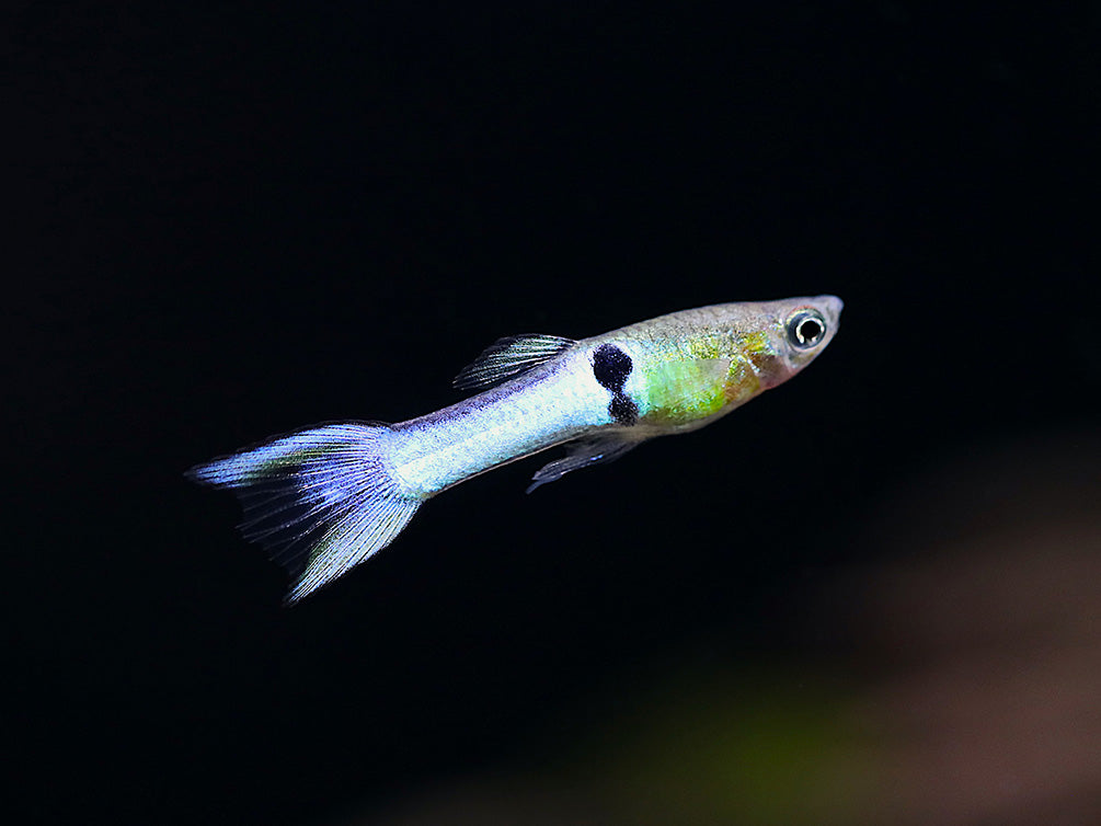 Sky Blue Endler’s Livebearer (Poecilia wingei var. “Sky Blue”), Tank-Bred