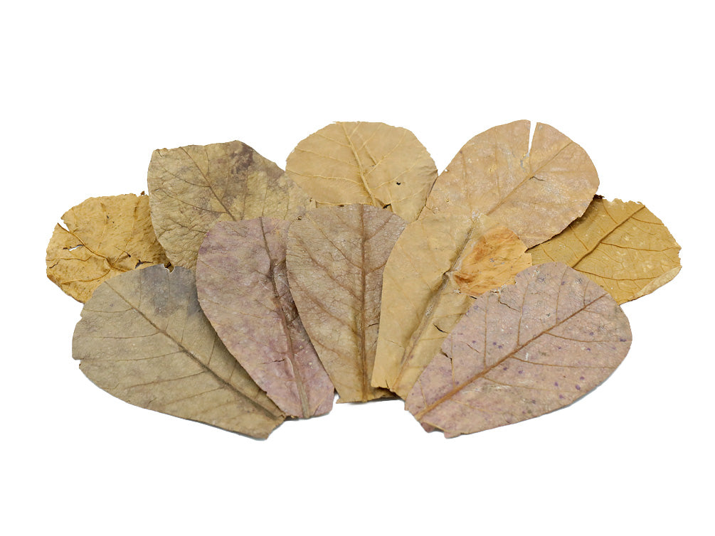 Catappa AKA Indian Almond Leaves
