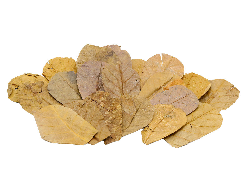 Catappa AKA Indian Almond Leaves